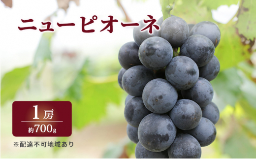 ぶどう 2025年 先行予約 特選 ニュー ピオーネ 1房 約700g