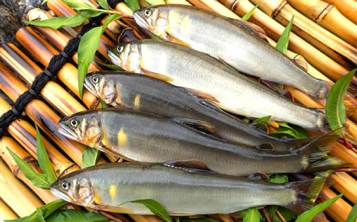 水質日本一常連の清流 高津川 天然あゆ 300g【天然鮎 300g 魚貝類 魚