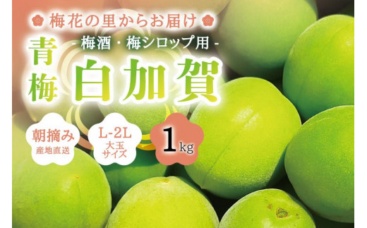 朝摘み青梅(生梅)1kg◇梅花の里から農家直送 梅酒・梅シロップ用 大粒 白加賀 L～2L - 宮城県角田市｜ふるさとチョイス - ふるさと納税サイト