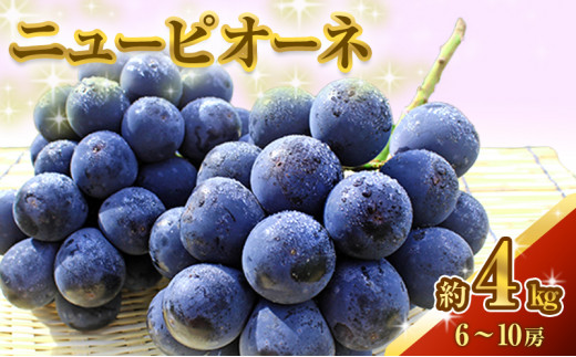 yRsz[5615-0080]j[ sI[l 4kg Ԃǂ  t[c R sY 2026N s\ ʕ ʕ