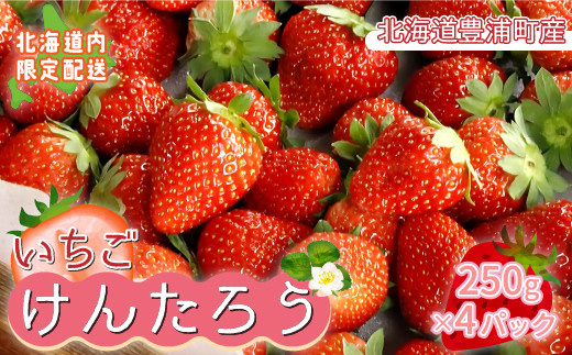 いちご「けんたろう」250g×4パック 【 ふるさと納税 人気 おすすめ ランキング 果物 いちごイチゴ 苺 国産いちご 国産苺 けんたろう セット  おいしい 美味しい 甘い 北海道 豊浦町 送料無料 】 TYUT002 - 北海道豊浦町｜ふるさとチョイス - ふるさと納税サイト