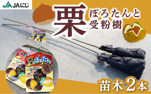 JAにじ 栗(ぽろたんと受粉樹) 苗木2本 2024年11月上旬から2025年3月下旬 出荷予定 - 福岡県うきは市｜ふるさとチョイス -  ふるさと納税サイト