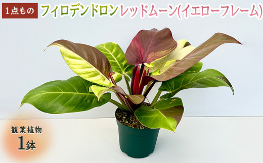 フィロデンドロン レッドムーン(イエローフレーム) 観葉植物 - 沖縄県宜野座村｜ふるさとチョイス - ふるさと納税サイト