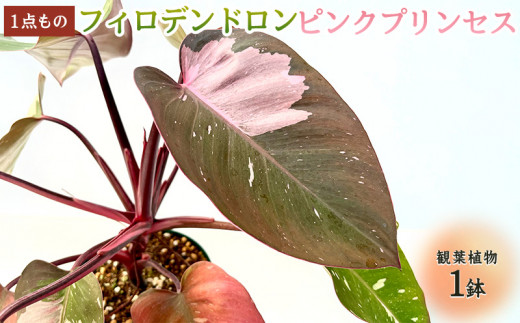 フィロデンドロン ピンクプリンセス 観葉植物 - 沖縄県宜野座村 