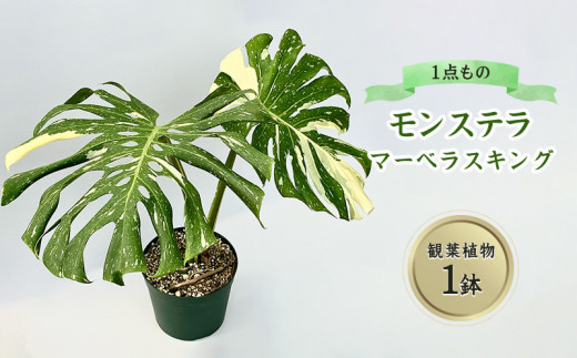 モンステラ マーベラスキング 観葉植物 - 沖縄県宜野座村｜ふるさとチョイス - ふるさと納税サイト