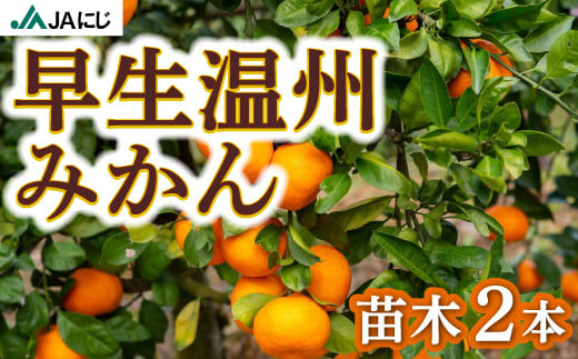 JAにじ 早生温州みかん 苗木2本 2024年11月上旬から2025年3月下旬 出荷予定 - 福岡県うきは市｜ふるさとチョイス - ふるさと納税サイト