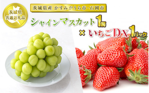 先行予約】シャインマスカット1房といちごDX1パック【茨城県共通返礼品 かすみがうら市と石岡市】シャインマスカット マスカット ぶどう ブドウ 葡萄  苺 いちご イチゴ 果物 フルーツ お取り寄せ ※2024年12月上旬頃より順次発送予定 - 茨城県守谷市｜ふるさとチョイス ...