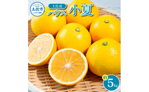 厳選・先行予約＞自然の味をそのままに旨味の塊ハウス小夏約5㎏【高知 