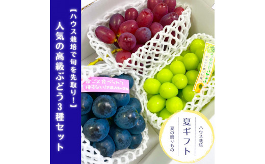 数量限定】高級ぶどう3種セット(各1房) 2026年7月中旬より発送 長野県