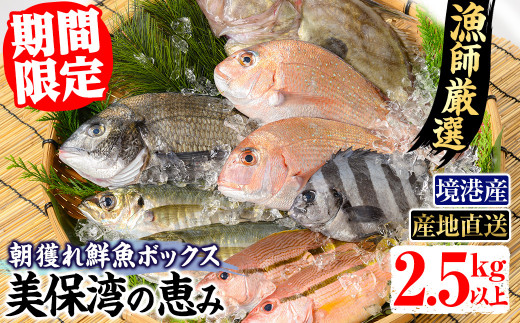 選べる＞＜期間限定＞＜4月上旬～10月末頃発送予定＞朝獲れ鮮魚ボックス「美保湾の恵み」(計2.5kg以上)【sm-BE004】【川口商店】 - 鳥取県 境港市｜ふるさとチョイス - ふるさと納税サイト