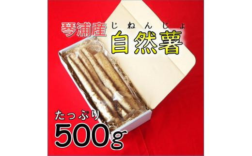 自然薯 500g 鳥取県琴浦町産 【12月上旬発送開始】【自然薯 じねんじょ