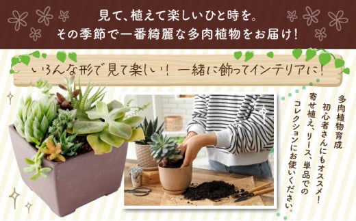 多肉植物の小苗２０本セット（２０種類アソート） - 高知県室戸市｜ふるさとチョイス - ふるさと納税サイト