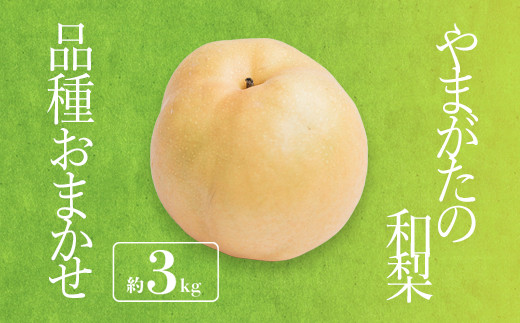 yR`szy2026NzuGivR`Y aii킨܂j3kg_H175(R8)