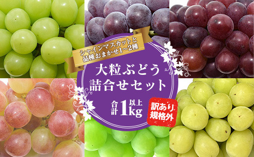 先行予約2026年度発送】山形県産 訳あり ぶどう（品種おまかせ）計1kg
