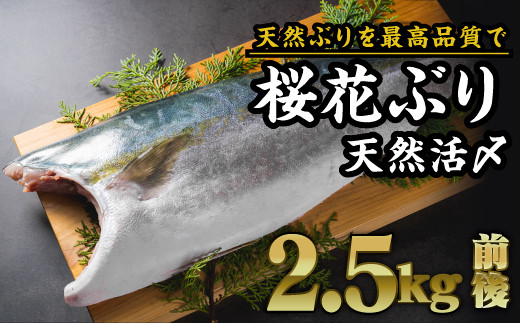 【数量限定】活〆天然！桜華ぶり フィーレ １枚（2.5kg前後）尾鷲産　｜鰤 刺身 フィレ 照り焼き 塩焼き 冷凍 切り身 三重県 OB-28