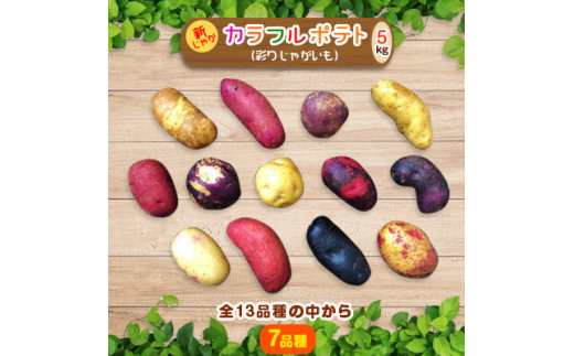 じゃがいも 十勝ガールズ農場＞直送!新じゃが「カラフルポテト(彩りじゃがいも