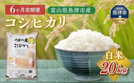 令和6年度米】【定期便】20kg（5kg×4袋）×6ヶ月定期便 富山県 うおづ産 米コシヒカリ｜こしひかり 6ヶ月 6回 新米 こめ コメ お米  おこめ 白米 精米 香り うまみ あまみ 富山 魚津※2024年10月中旬頃より順次発送予定 ※北海道、沖縄、離島配送不可 - 富山県魚津市 ...