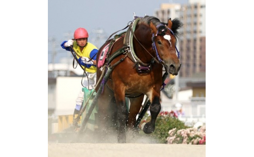 北海道帯広＞世界にたったひとつ!ばんえい競馬 個人冠協賛レース【1205457】 - 北海道帯広市｜ふるさとチョイス - ふるさと納税サイト