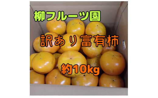 ya̎R{szt[c̖󂠂xL` 10kg2025~_󂠂 xL` ` ʕ t[c a̎R t[c { H~  lC  Mtg  y1457253z