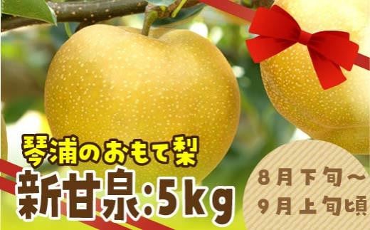 数量限定 鳥取県産梨 新甘泉（しんかんせん）5kg（8～12玉） - 鳥取県琴浦町｜ふるさとチョイス - ふるさと納税サイト