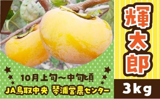 数量限定 鳥取県産柿 輝太郎（きたろう） 3kg - 鳥取県琴浦町 