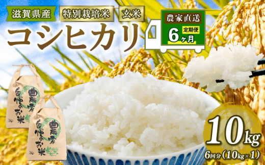 令和5年 米 5kg 定期 こしひかり 定期便 6ヶ月 玄米 特別栽培米