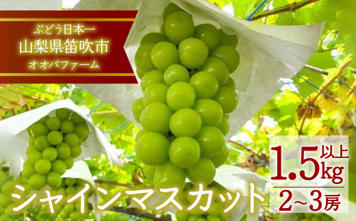 25年発送先行予約＞シャインマスカット 2房～3房 約1.5kg以上 092-003 ｜シャインマスカット 笛吹市 国産 人気 期間限定 ぶどう  ブドウ 葡萄 旬 果物 フルーツ 山梨県 オオバ 山梨県笛吹市 国産 皮ごと シャインマスカット 2房 1.5kg 1.5キロ 青果 マスカット 定番  期間 ...