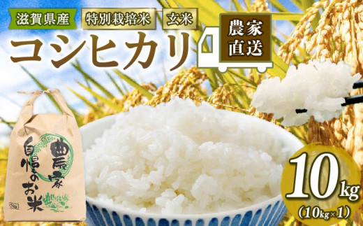 令和5年 米 10kg こしひかり 玄米 特別栽培米 コシヒカリ 10kg × 1袋