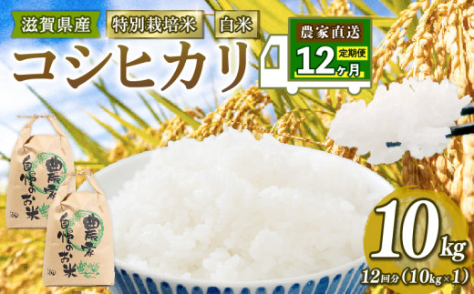 新米予約 特別栽培米 こしひかり 令和6年 米 10kg 白米 定期便 12ヶ月 計 120kg コシヒカリ 2024年産 国産 農家直送 コシヒカリ  10kg × 12回 国産 農家直送 環境こだわり お試し用 お米 こめ おこめ 農家直送 産地直送 送料無料 - 滋賀県竜王町｜ふるさとチョイス -