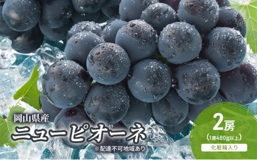 ぶどう 2026年 先行予約 ニューピオーネ 2房(1房480g以上) 化粧箱入り