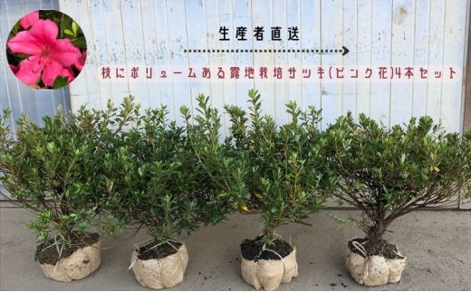 【生産者直送】枝にボリュームある露地栽培サツキ(ピンク花)4本セット [ さつき 植木 庭木 ガーデニング 常緑 低木 ] -  三重県津市｜ふるさとチョイス - ふるさと納税サイト