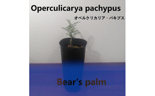 オペルクリカリアパキプス Operculicarya pachypus_栃木県大田原市生産品_Bear's palm -  栃木県大田原市｜ふるさとチョイス - ふるさと納税サイト