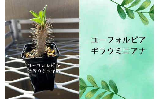 ユーフォルビアギラウミニアナ実生株 1本 - 香川県坂出市｜ふるさと  