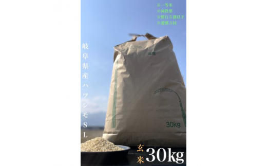 毎月定期便＞養老町産 岐阜ハツシモ 30kg 玄米 全6回【4006209
