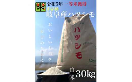 令和6年産 岐阜ハツシモ(旧品種) 30kg 白米【1460336】 - 岐阜県養老町 
