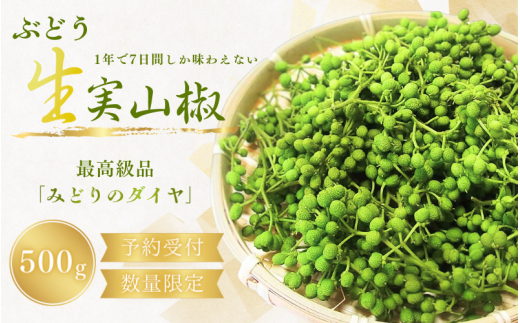 先行予約】 ぶどう生山椒 500g 【2026年5月中旬から5月下旬にお届け