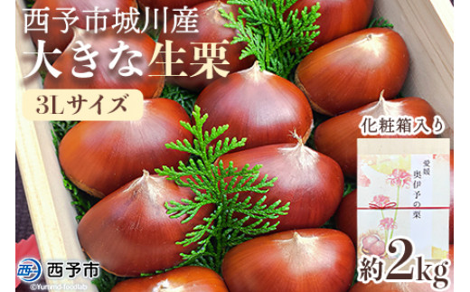 中津川の和栗 3Lから4L 中津川の和栗 3Lから4L 数量限定】岐阜県