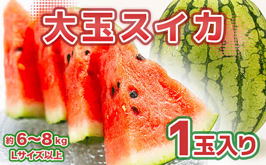 大玉スイカ 1玉 6～8kg 【2024年5月上旬～6月下旬発送予定