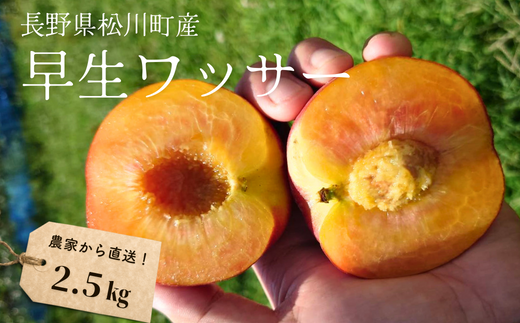 KM09-25A 桃 早生ワッサー 約2.5kg（8～12玉） ／7月下旬～8月上旬頃