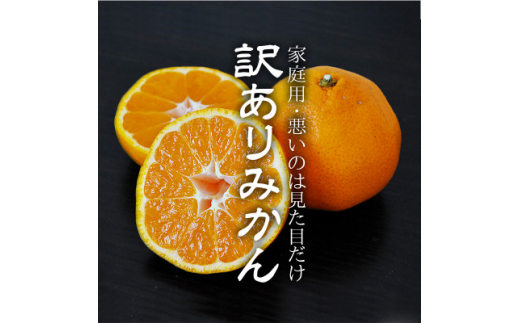 yQlszQElYu݂:6kg󂠂聄(TCY:2S.S.M.L.2L)vC48-41y1450403z