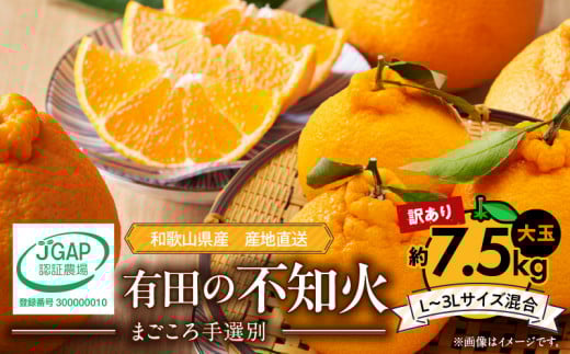 【和歌山県湯浅町】ZE6107n_【2026年先行予約】有田の不知火(しらぬひ) 【訳あり 家庭用】7.5kg 大玉?(L〜3Lサイズ混合)まごころ手選別