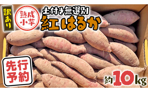 y錧㒬zy s\ 2025N11{ȍ~ zy 󂠂 z 㒬Y n g͂邩  yt 10kg ܂ Tc}C  C ӂ邳Ɣ[ 6000~ A [AX052ya]