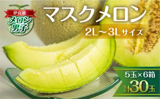 高知県産　温室アールスメロン 最高級6玉　送料込み midoriya_thds-ms002
