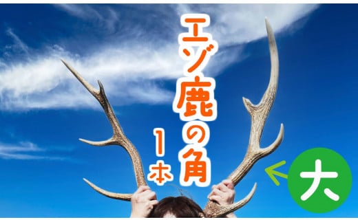 エゾ鹿の角 大1本（北海道・しか・シカ・しかのこ・コスプレ・工作・手作り・DIY・自由研究・自然・キャンプ・アクセサリー） - 北海道苫前町｜ふるさとチョイス  - ふるさと納税サイト