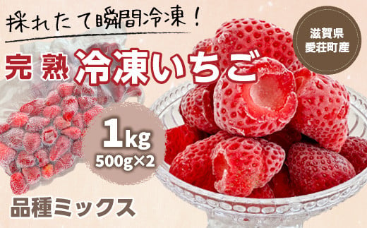 採れたて瞬間冷凍！】滋賀県愛荘町産 冷凍いちご 1kg（500g×2）品種ミックス （ 有機 有機肥料 冷凍 いちご 紅ほっぺ よつぼし みおしずく  あまえくぼ BJ05） - 滋賀県愛荘町｜ふるさとチョイス - ふるさと納税サイト