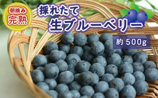 No.721 茨城県坂東市産 朝摘み完熟 採れたて生ブルーベリー 約500g ／ 朝摘み 爽やか 甘み トッピング 茨城県 -  茨城県坂東市｜ふるさとチョイス - ふるさと納税サイト