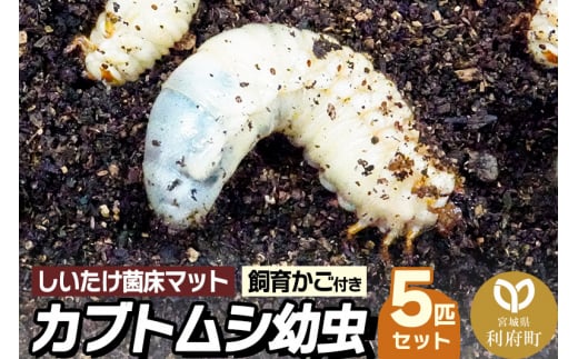 宮城県利府町産 カブトムシ幼虫5匹セット - 宮城県利府町｜ふるさとチョイス - ふるさと納税サイト