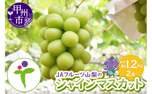 【夏季限定】No.16　2kg　シャインマスカット　摘みたて　産地直送　山梨県産 夏季限定】No.16 2kg シャインマスカット 摘みたて 産地直送