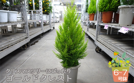 クリスマスツリーにぴったり ゴールドクレスト 6～7号鉢 コニファー