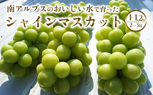 6-51 【クール便】シャインマスカット1キロ～1.2キロ - 山梨県南アルプス市｜ふるさとチョイス - ふるさと納税サイト